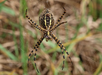 Banded argiope - Argiope trifasciata