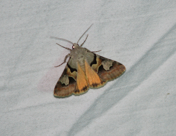 Drasteria sp.