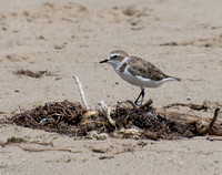 Snowy Plover - Anarhynchus nivosus