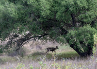 Mule Deer - Odocoileus hemionus