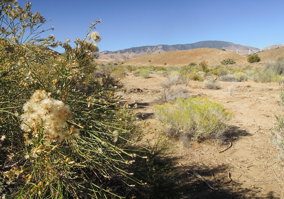 Cottonwood Creek Crossing