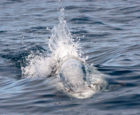 Risso's dolphin - Grampus griseus