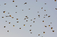 Red-winged Blackbird - Agelaius phoeniceus