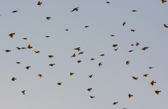 Red-winged Blackbird - Agelaius phoeniceus