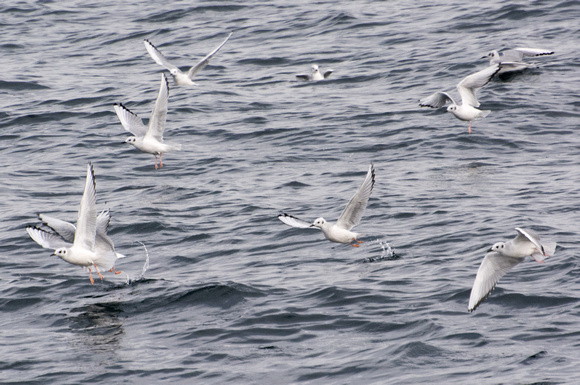 Bonaparte's Gull - Chroicocephalus philadelphia