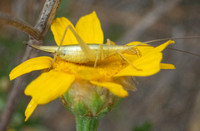 Four-spotted tree cricket - Oecanthus quadripunctatus