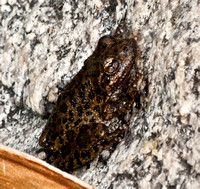 California Treefrog - Pseudacris cadaverina