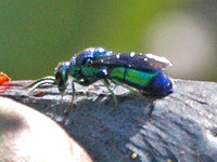 Cuckoo wasp - Chrysura pacifica