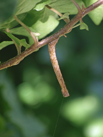 Geometrid looper - Unidentified sp.