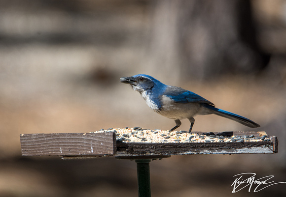 California Scrub Jay - Aphelocoma californica