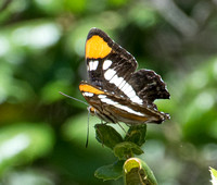 California sister - Adelpha californica