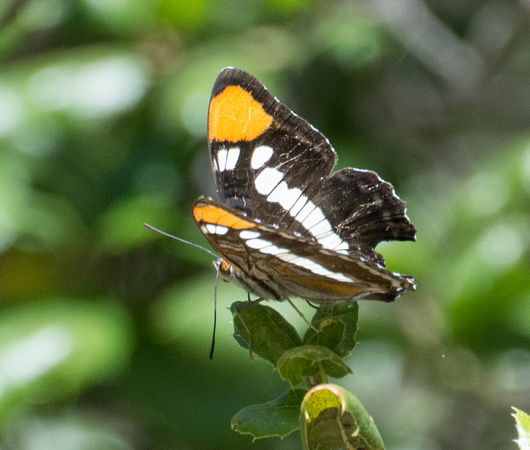 California sister - Adelpha californica