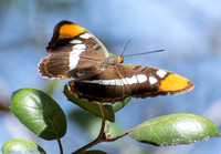 California sister - Adelpha californica