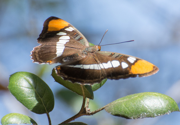 California sister - Adelpha californica