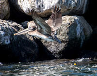 Brown Pelican - Pelecanus occidentalis