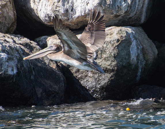 Brown Pelican - Pelecanus occidentalis