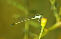 Damselfly  - Ischnura denticollis