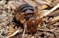 Jerusalem cricket - Ammopelmatus sp.