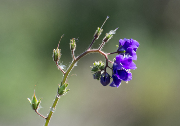 Parry's Phacelia - Phacelia parryi