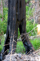 Scars from the 2020 Bobcat Fire