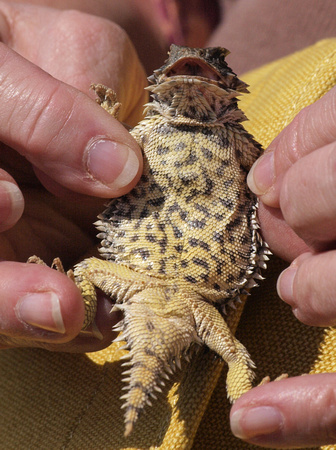 Blainville's Horned Lizard - Phrynosoma blainvillii