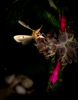 Tobacco Budworm Moth  - Chloridea virescens