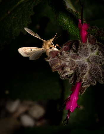 Tobacco Budworm Moth  - Chloridea virescens