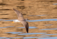 Greater Yellowlegs - Tringa melanoleuca