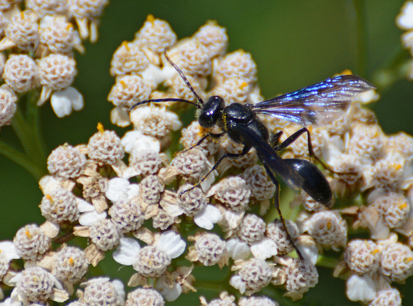 Mexican Grass-carrying Wasp - Isodontia mexicana