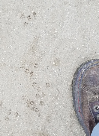 Deer Mouse - Peromyscus sp.