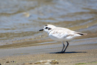 Snowy Plover - Anarhynchus nivosus