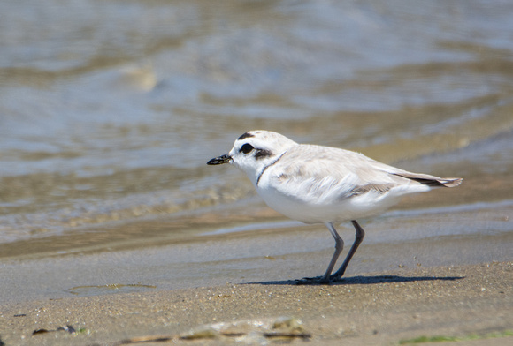 Snowy Plover - Anarhynchus nivosus