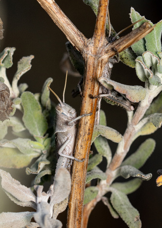 Gray bird grasshopper -Schistocera nitens