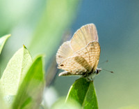 Marine blue -Leptotes marina