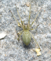 Longlegged spider - Cheiracanthium mildei