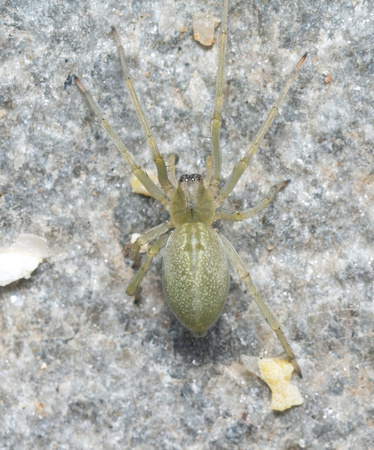 Longlegged spider - Cheiracanthium mildei