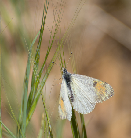 Sara orangetip - Antocharis sara
