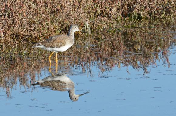 Greater Yellowlegs - Tringa melanoleuca