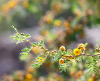 Sweet Acacia - Vachellia farnesiana