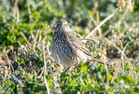 Sage Thrasher - Oreoscoptes montanus