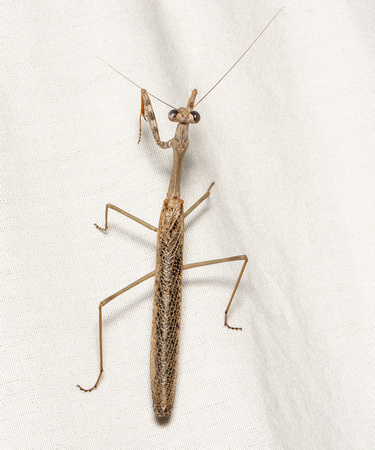 California Mantis - Stagmomantis californica