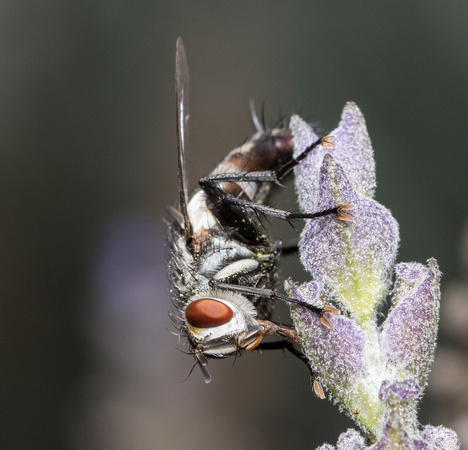 Tachinid fly - Chetogena tachinomoides