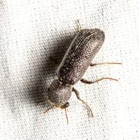 Powderpost Bostrichid - Amphicerus cornutus