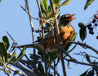 American Robin - Turdus migratorius