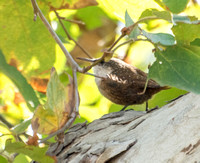 Canyon Wren - Catherpes mexicanus