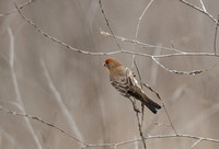 House Finch - Carpodacus mexicanus