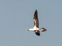Masked Booby - Sula dactylatra
