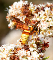 Mason wasp - Euodynerus pratensis