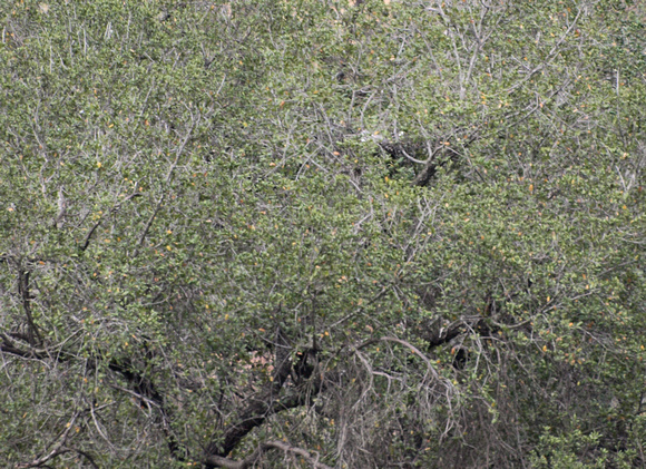 White-tailed Kite - Elanus leucurus nest
