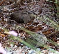 Mourning Dove - Zenaida macroura